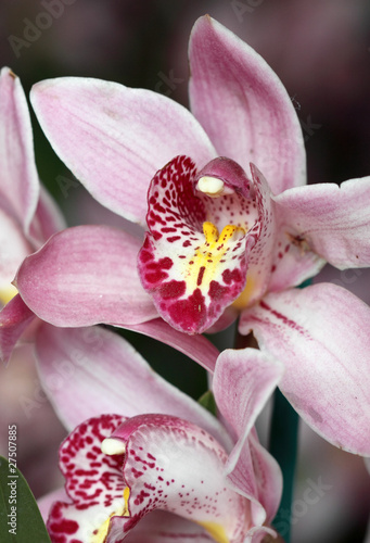fleur d orchid  e