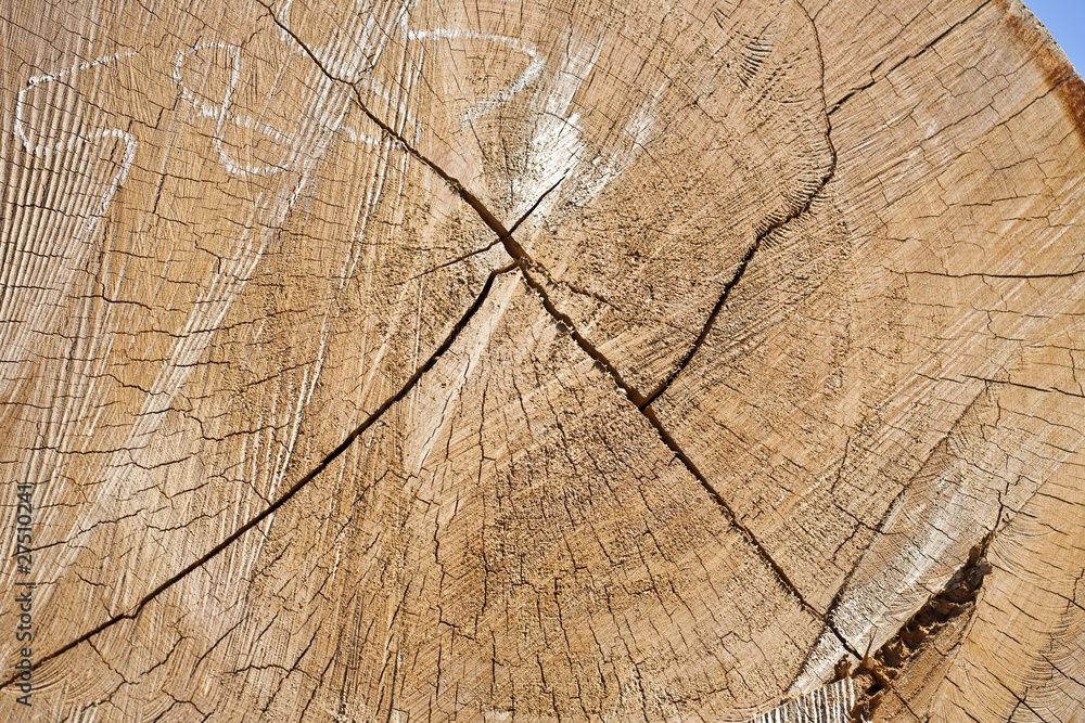 Fototapeta premium legno