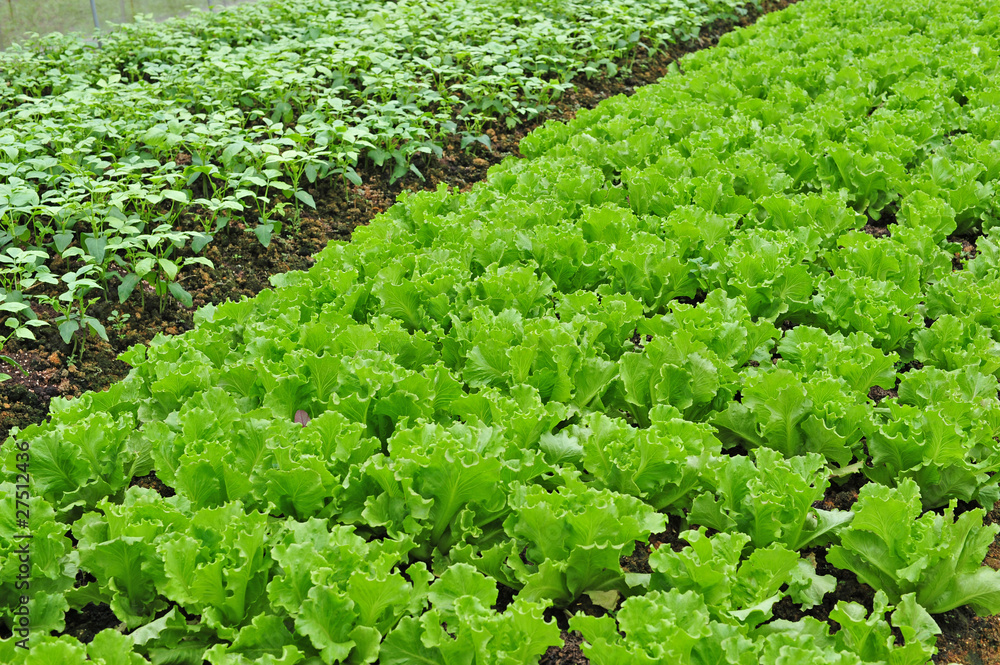 Neat Rows Of Green Vegetables Growing In The Farm