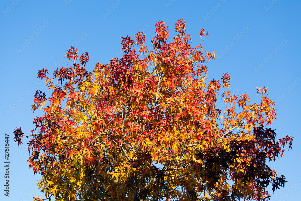 Multi Colored Leaves in Autumn against Blue Sky Multi Colored Leaves in Autumn against Blue Sky
