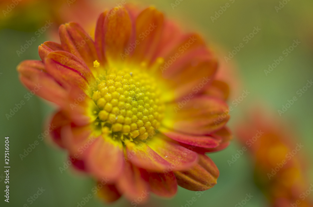 オレンジ色の菊の花 オレンジ色の菊の花