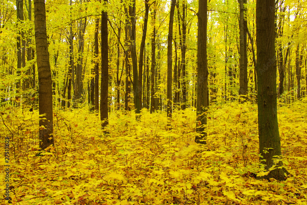 Obraz premium autumn forest