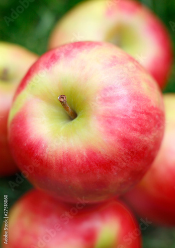 Close-up of Fresh Pink lady apples