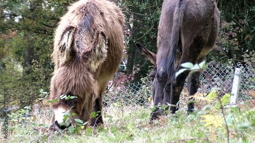 Scène d'un cheval et un âne photo