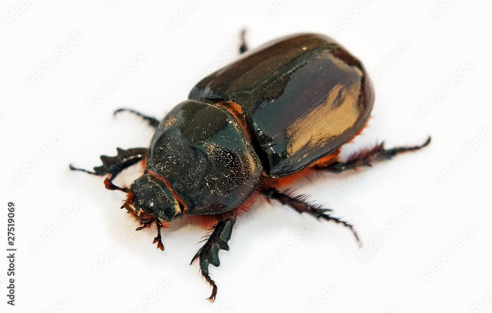 Red and black beetle over white Red and black beetle over white
