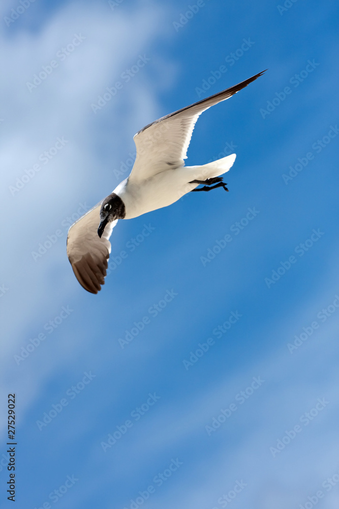 Fototapeta premium Caribbean Seagull Flying