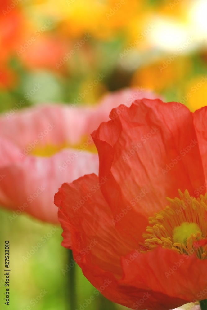 Fototapeta premium アイスランドポピー