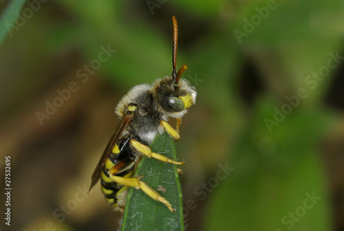 bee small © asfloro