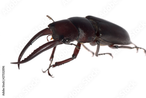 stag beetle isolated © defun
