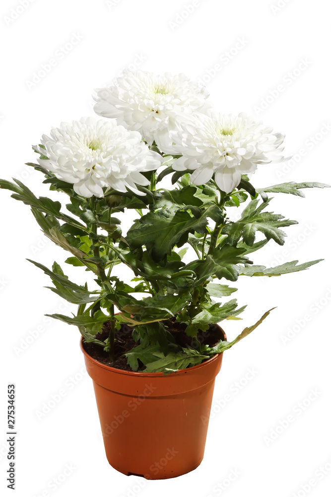 beautiful chrysanthemum beautiful chrysanthemum