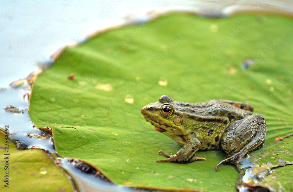 Obraz premium Frog