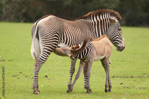 female and young zebra 9677