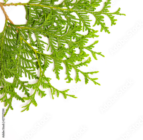 Green fresh juniper branch isolated on white