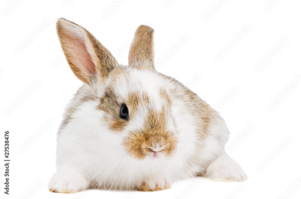 one young baby rabbit one young baby rabbit