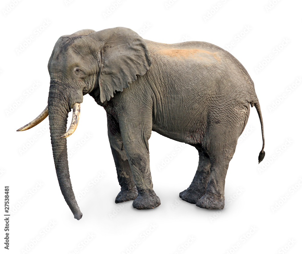 Naklejka premium elephant isolated