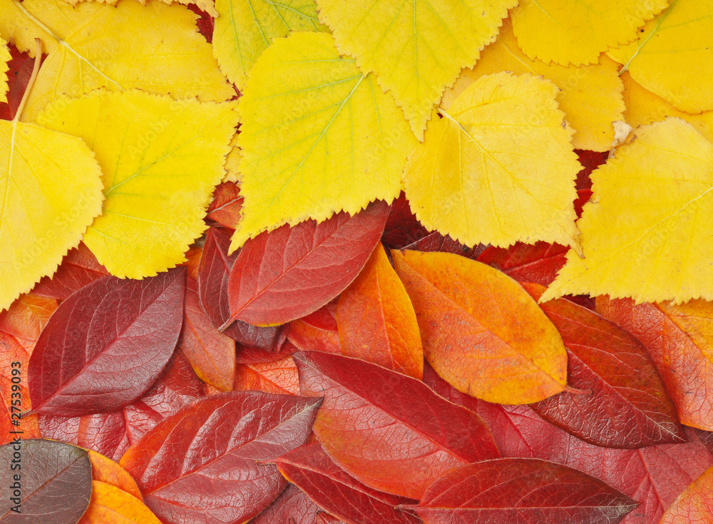 red and yellow leaves red and yellow leaves