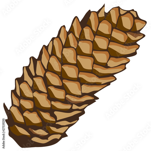 spruce cone