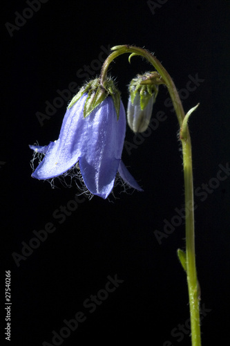 Baertige Glockenblume; Campanula barbata photo