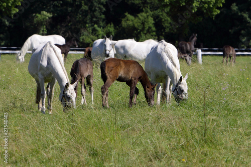 white horses with foals on pasture, Kladruby nad Labem