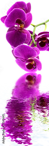 Fototapeta Naklejka Na Ścianę i Meble -  orchidée