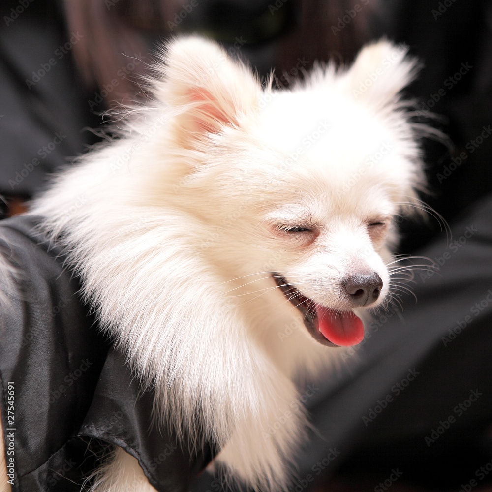 dog smile, pomeranian dog smile, pomeranian