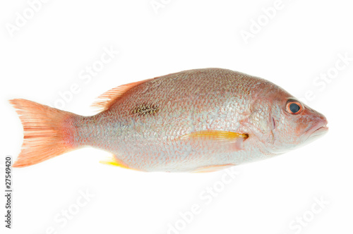 Red Sea Bream, Fish On White Background