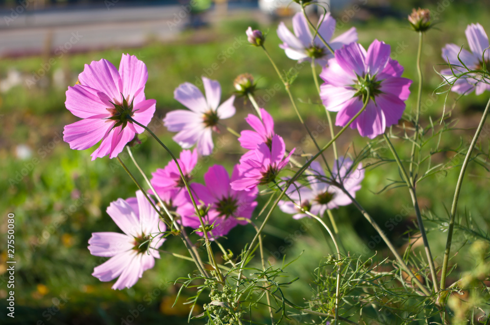 cosmos flowers cosmos flowers