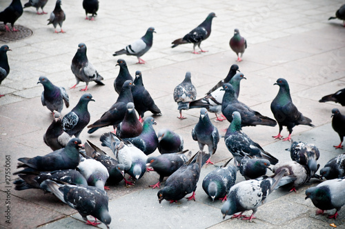 flock of pigeons on the market