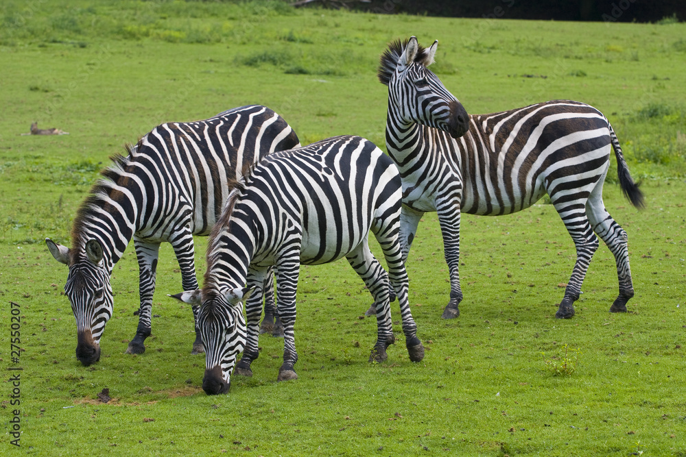 Three zebras on a green grass Three zebras on a green grass
