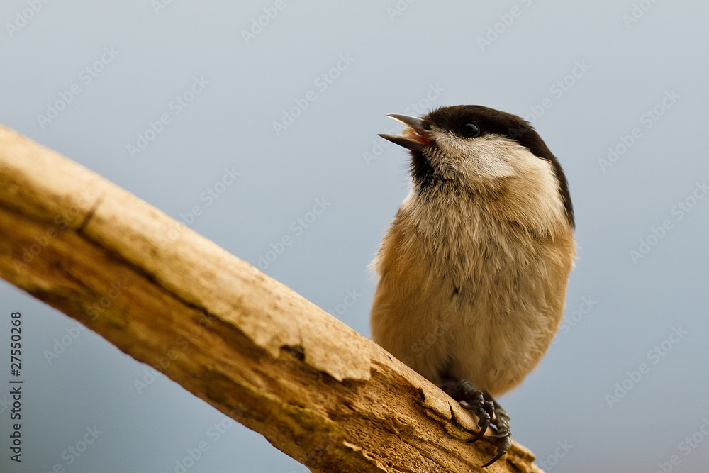 Fototapeta premium Tannenmeise (Periparus ater)