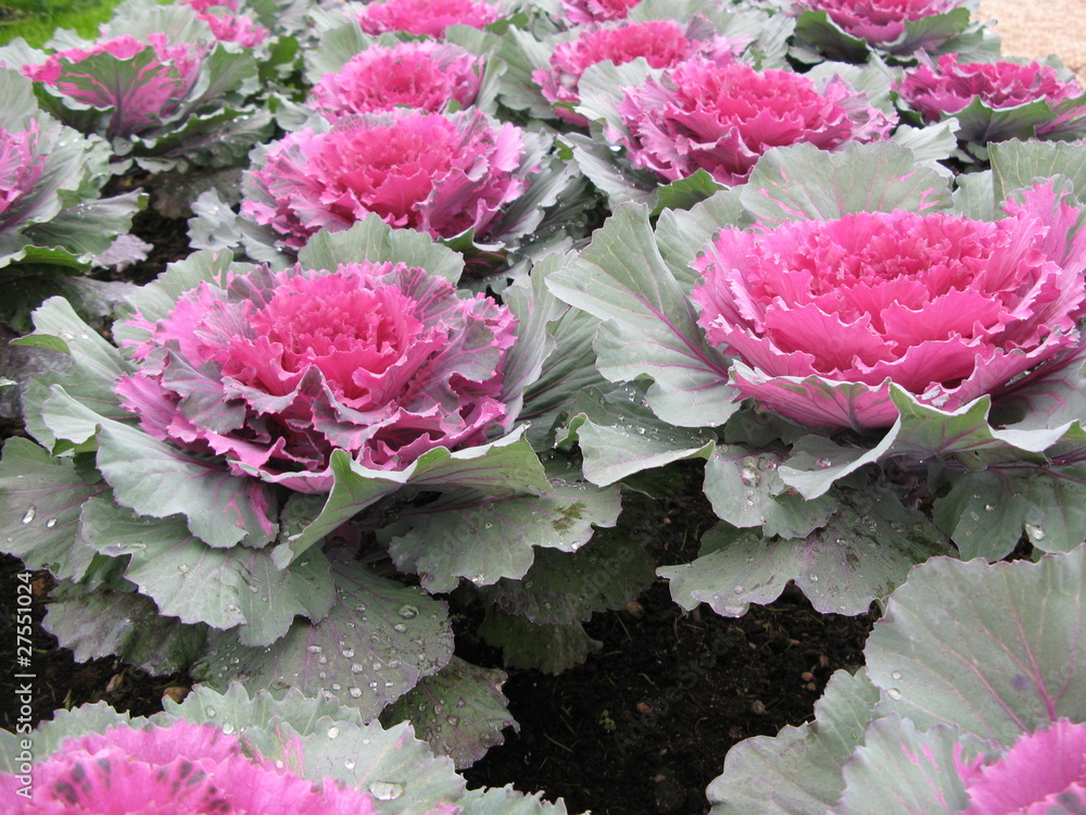 Obraz premium oleracea
