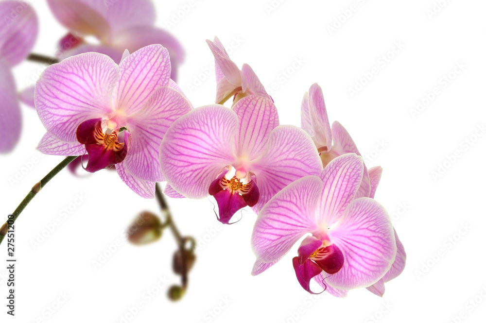 Orchideen 10.1 Orchideen 10.1
