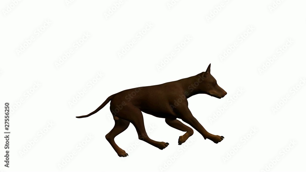 Dog Running Dog Running
