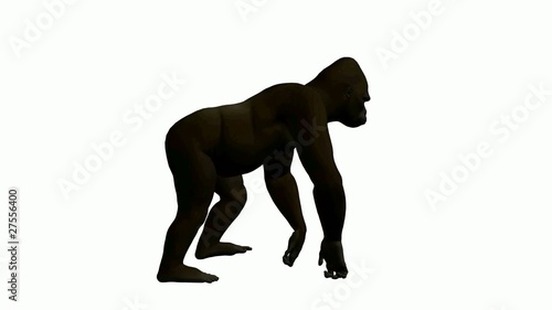 Gorilla Walking