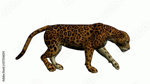 Jaguar Walking