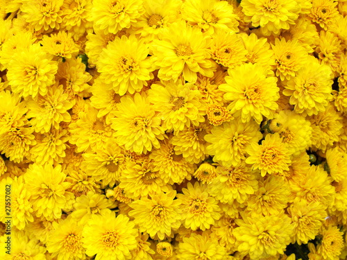 dark yellow chrysanthemum flowers background © Dimitrios