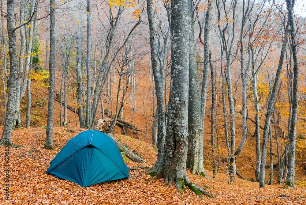 green touristic tent in a autumn forest green touristic tent in a autumn forest