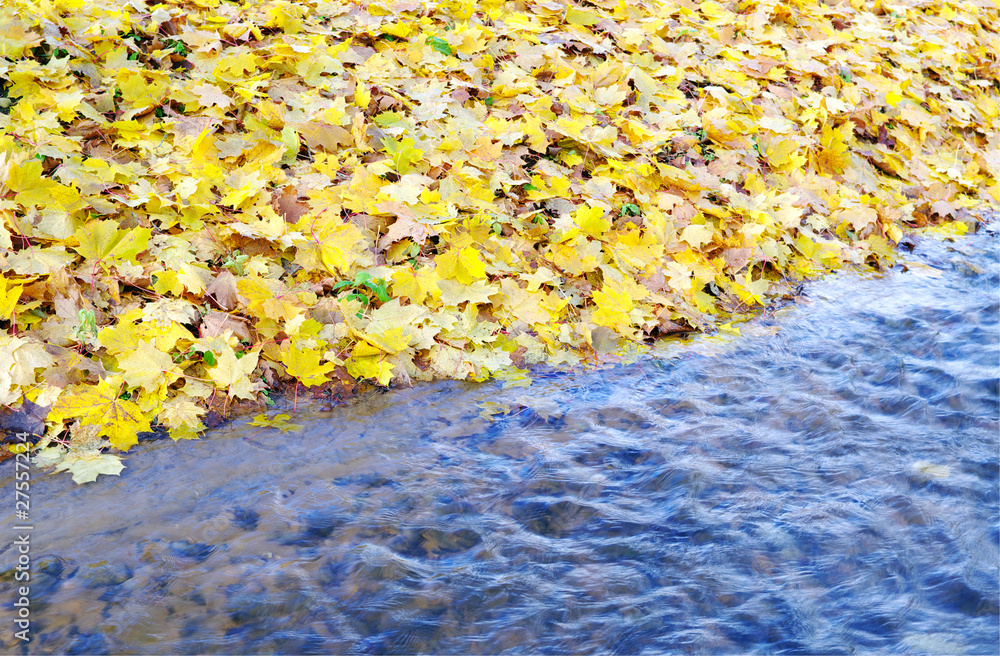 Obraz premium Leafs and water.