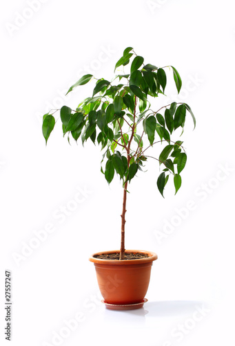 Small decorative tree isolated on a white