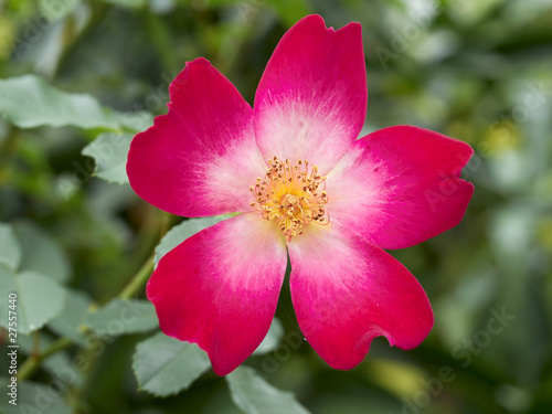 Single red & yellow wildrose, flower bacground