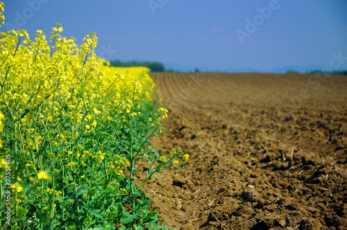Wallpaper Mural Rape Torontodigital.ca