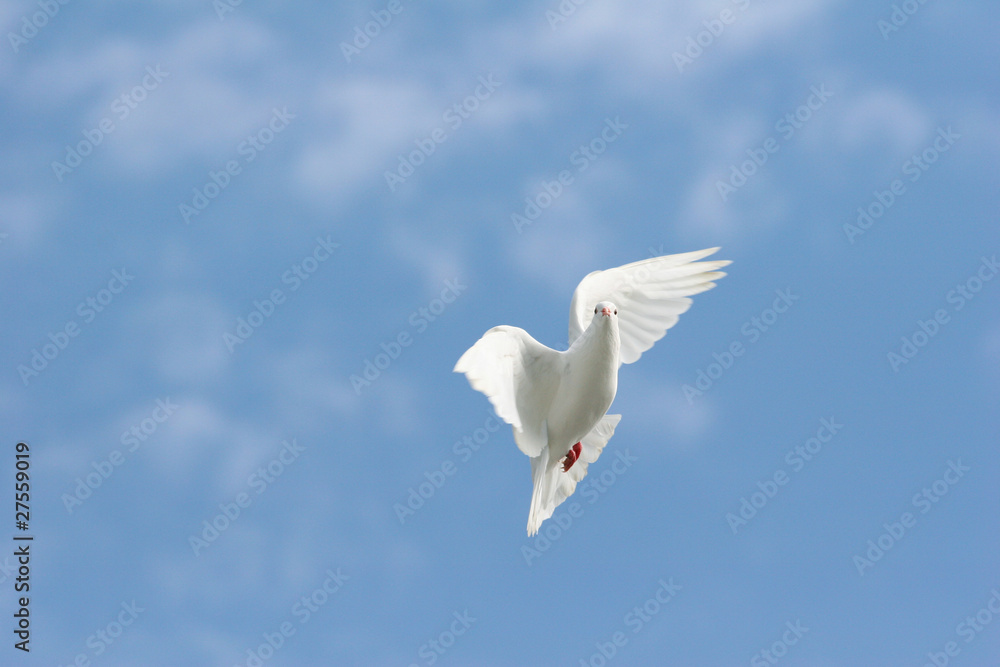 Fototapeta premium White dove flying in