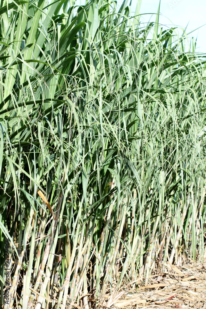 Obraz premium champ de cannes à sucre