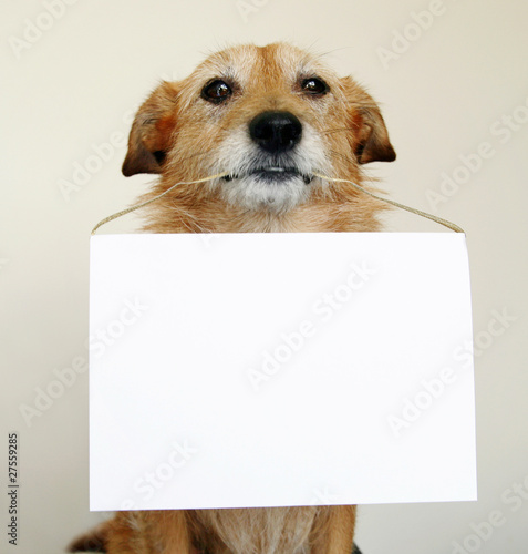 Dog with blank sign