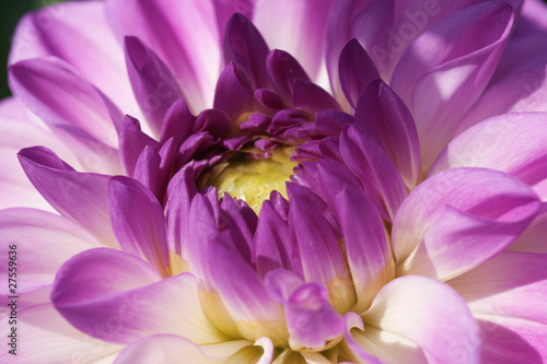 Purple Chrysanthemum bud  close-up photograph