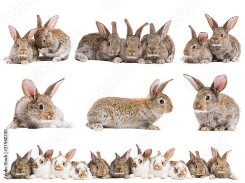 set of brown baby rabbits photo