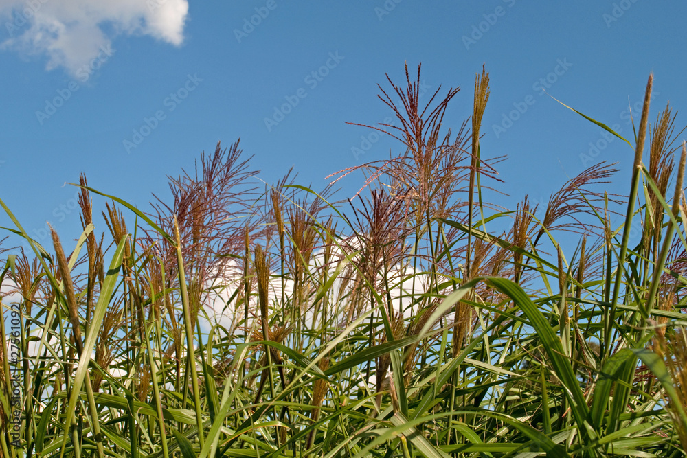 Naklejka premium Silberfahnengras - Miscanthus sacchariflorus
