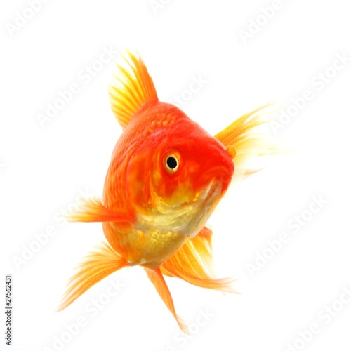 goldfish © gunnar3000