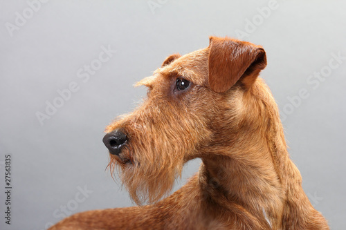 Canvas-taulu Irish terrier