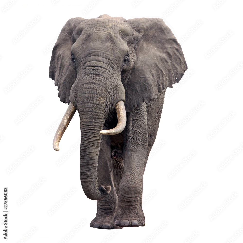 Obraz chodzenie słonia na białym tle